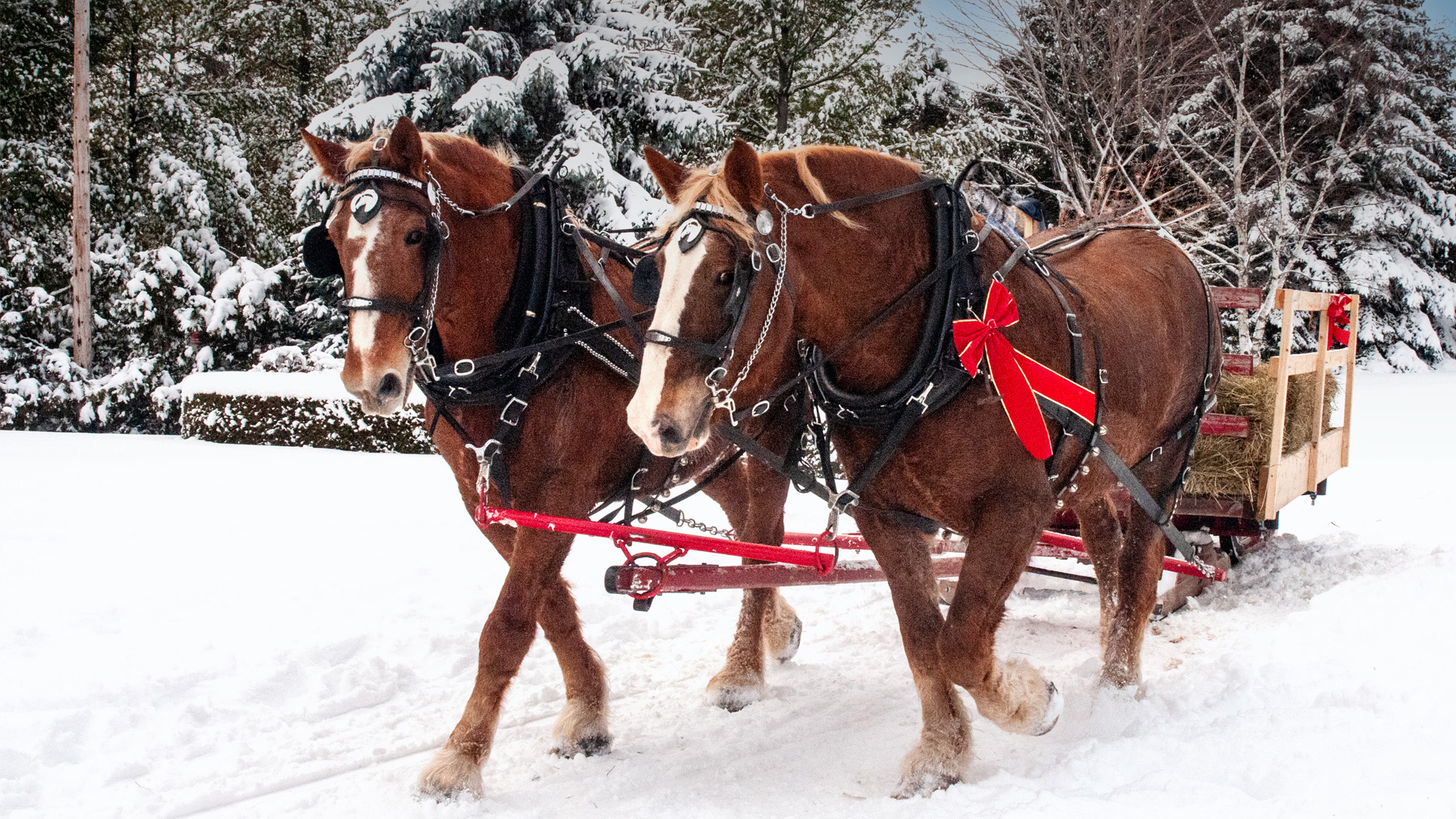 Commissioned photo by Jeff Poissant. Santa's Village North Glengarry, Ontario. December 13, 2014.
